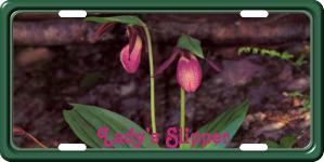 Lady Slipper