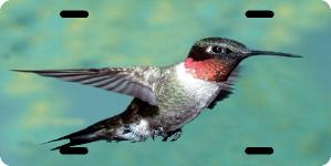 Male Hummingbird